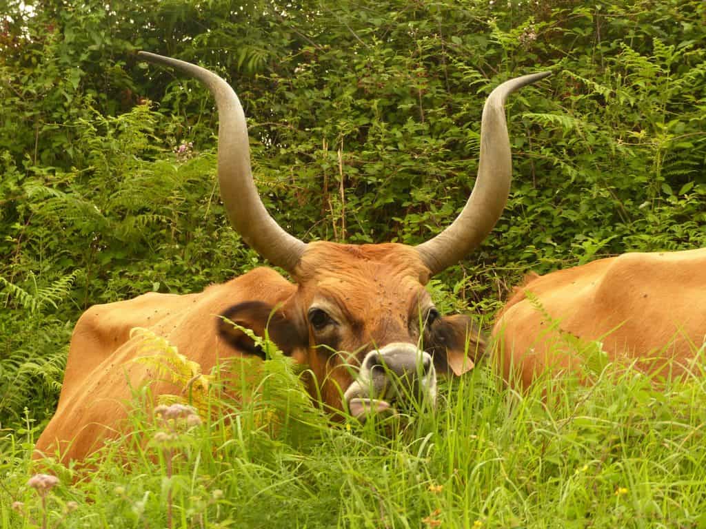 Vacas de Zugarramurdi