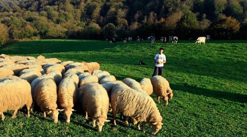 Rebaño de ovejas Kortariko gasna