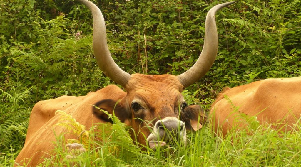 Vacas de Zugarramurdi